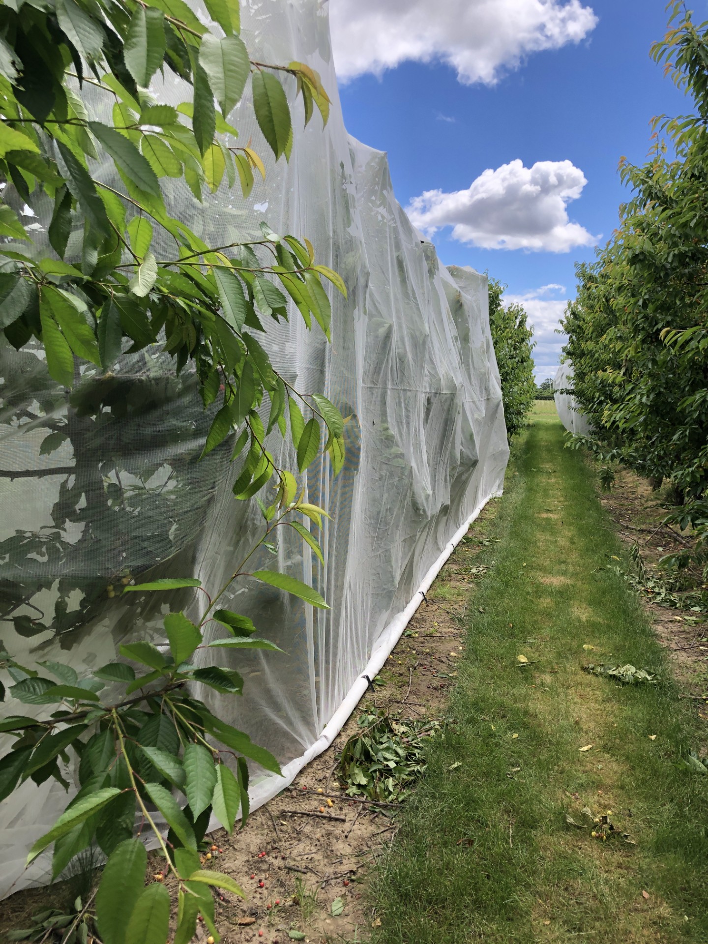 netting over high-density sweet cherries
